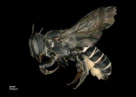   Chelostomoidesnbsp; angelarumnbsp;female lateral habitus, photo: Colleen Meidt 
